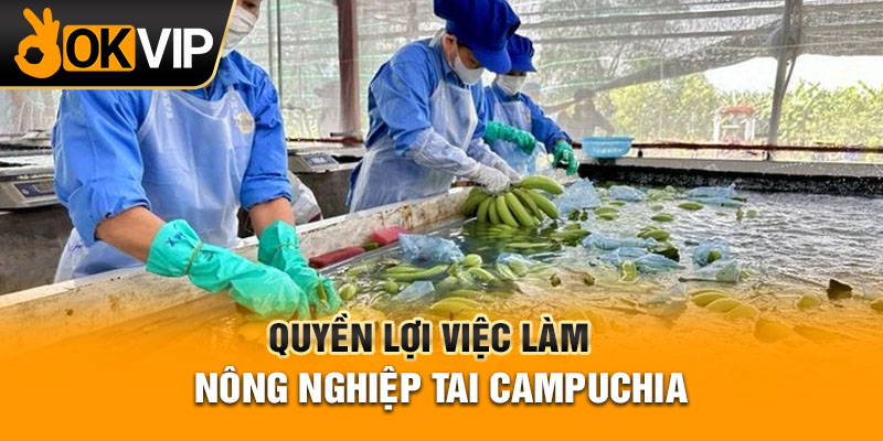 Quyền lợi việc làm nông nghiệp tai campuchia